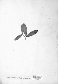 Uromyces orobi-tuberosi image